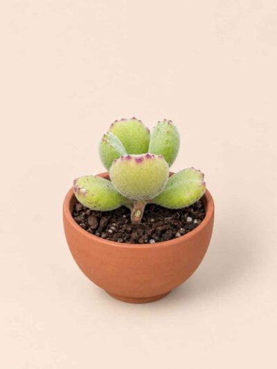 Cotyledon Tomentosa 5,5 lateral