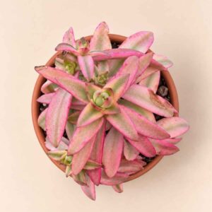 Crassula Capitella Campfire variegata 8,5 cenital