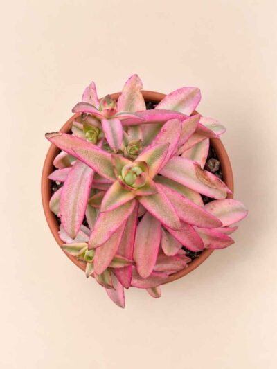 Crassula Capitella Campfire variegata 8,5 cenital