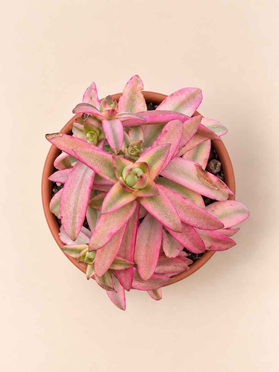 Crassula Capitella Campfire variegata 8,5 cenital