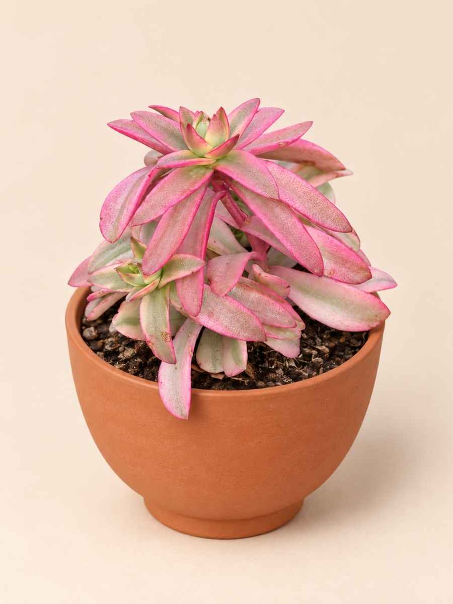 Crassula Capitella Campfire variegata 8,5 lateral