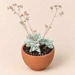 Crassula Cornuta 5,5 lateral