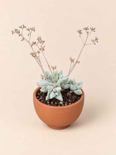 Crassula Cornuta 5,5 lateral
