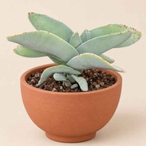 Crassula Falcata 8,5 lateral
