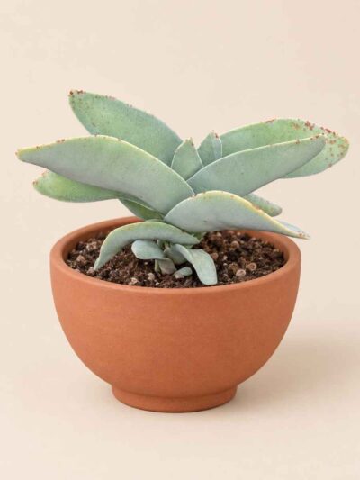Crassula Falcata 8,5 lateral
