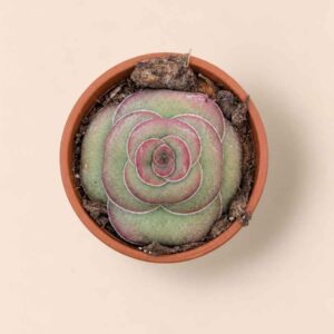 Crassula Hemisphaerica 5,5 cenital