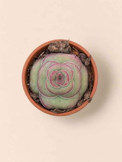 Crassula Hemisphaerica 5,5 cenital