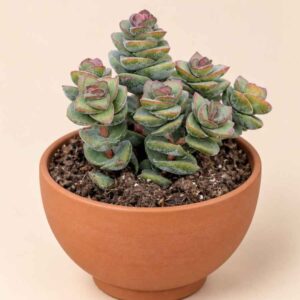 Crassula Jade Tower 8,5 lateral