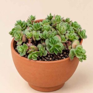 Crassula Lanuginosa var. Pachystemon David 8,5 lateral