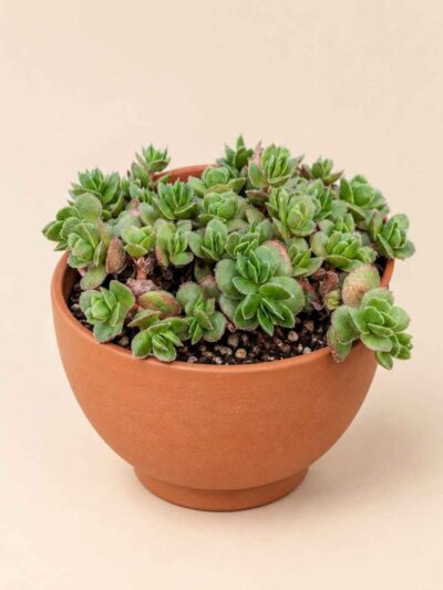 Crassula Lanuginosa var. Pachystemon David 8,5 lateral