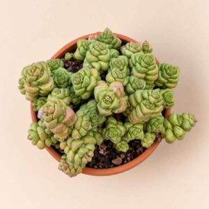 Crassula Marchandii 8,5 cenital