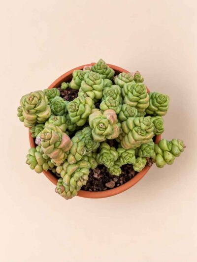Crassula Marchandii 8,5 cenital