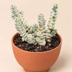 Crassula Marnieriana variegata 8,5 lateral