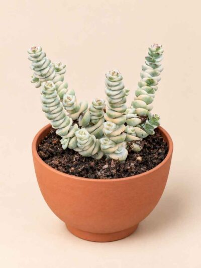Crassula Marnieriana variegata 8,5 lateral