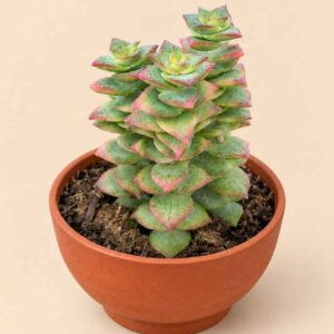 Crassula Perforata variegata 8,5 lateral