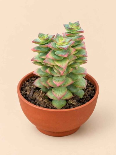 Crassula Perforata variegata 8,5 lateral