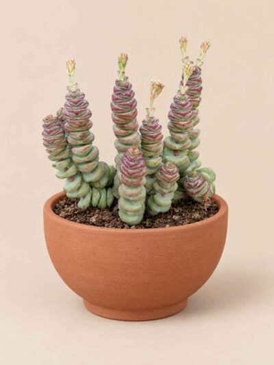 Crassula Rupestris 8,5 lateral