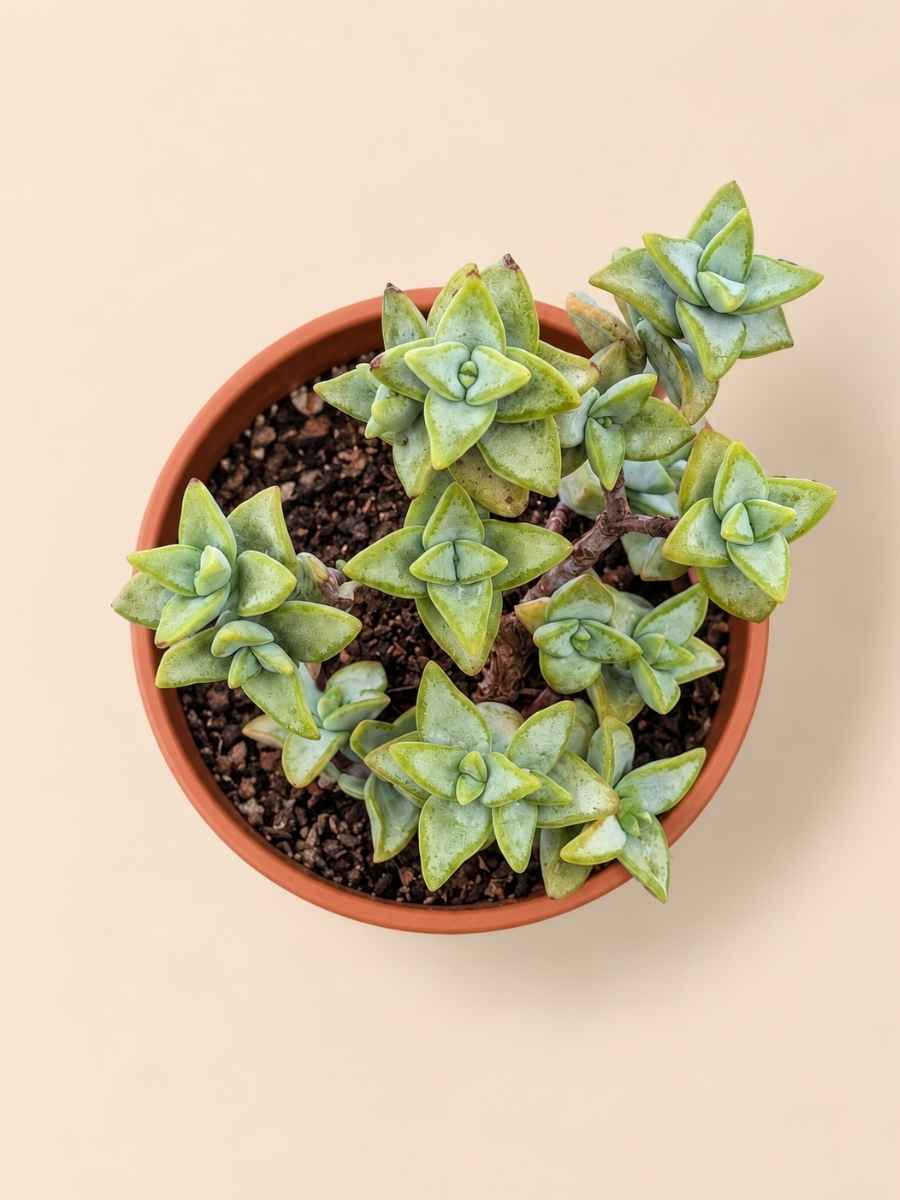Crassula Rupestris High Voltage 8,5 cenital Crassula Rupestris High Voltage 8,5 cenital
