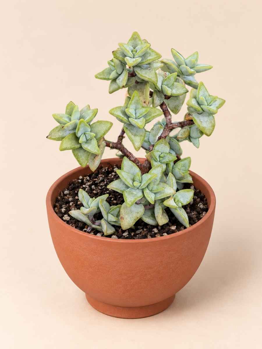 Crassula Rupestris High Voltage 8,5 lateral