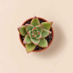 Echeveria Agavoides Miranda 5,5 cenital