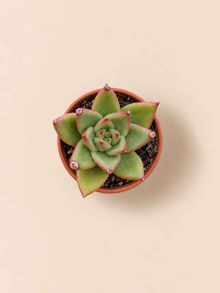 Echeveria Agavoides Miranda 5,5 cenital