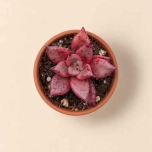 Echeveria Agavoides Taurus 5,5 cenital