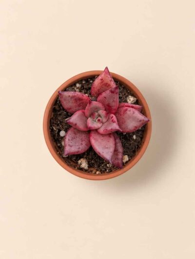Echeveria Agavoides Taurus 5,5 cenital