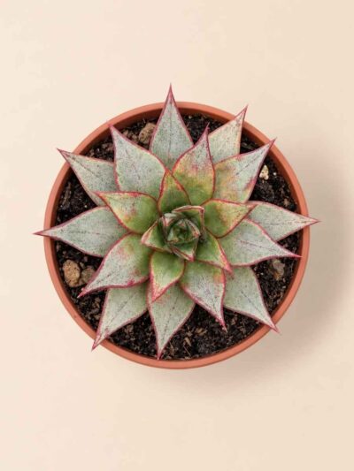 Echeveria Purpusorum White Form 8,5