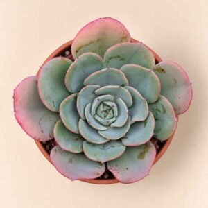 Echeveria Atlantis 8,5 cenital