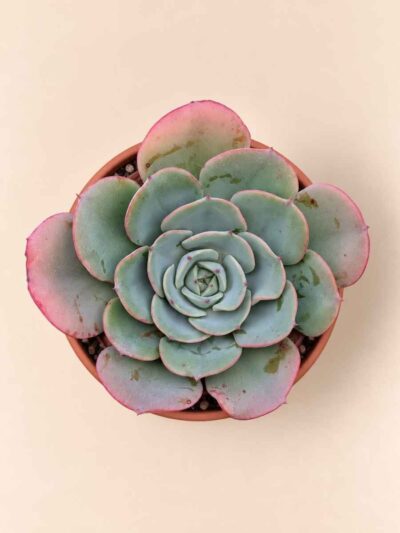 Echeveria Atlantis 8,5 cenital