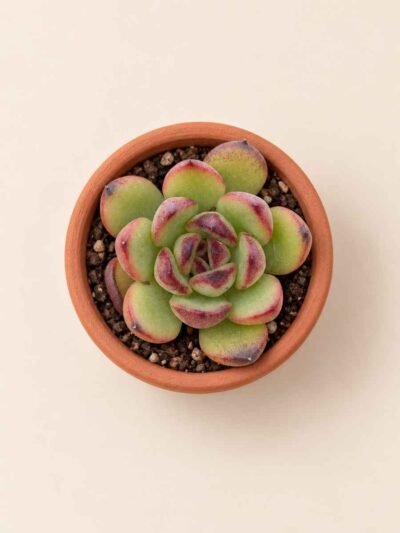 Echeveria Black Rose 5,5 cenital