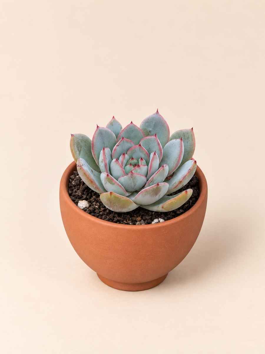 Echeveria Caamanoi 5,5 cenital