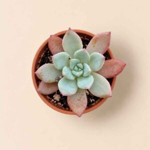 Echeveria Colorata f. Brandtii 5,5 cenital