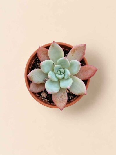 Echeveria Colorata f. Brandtii 5,5 cenital