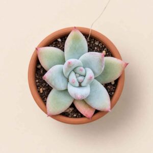 Echeveria Colorata f. Tapalpa 5,5 cenital