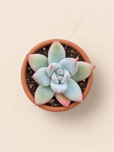 Echeveria Colorata f. Tapalpa 5,5 cenital