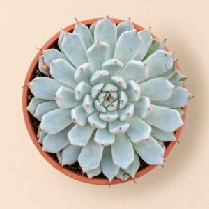 Echeveria Cuspidata var Zaragozae 8,5 cenital