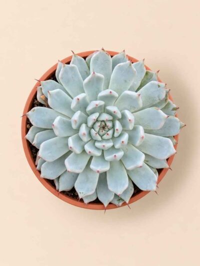 Echeveria Cuspidata var Zaragozae 8,5 cenital