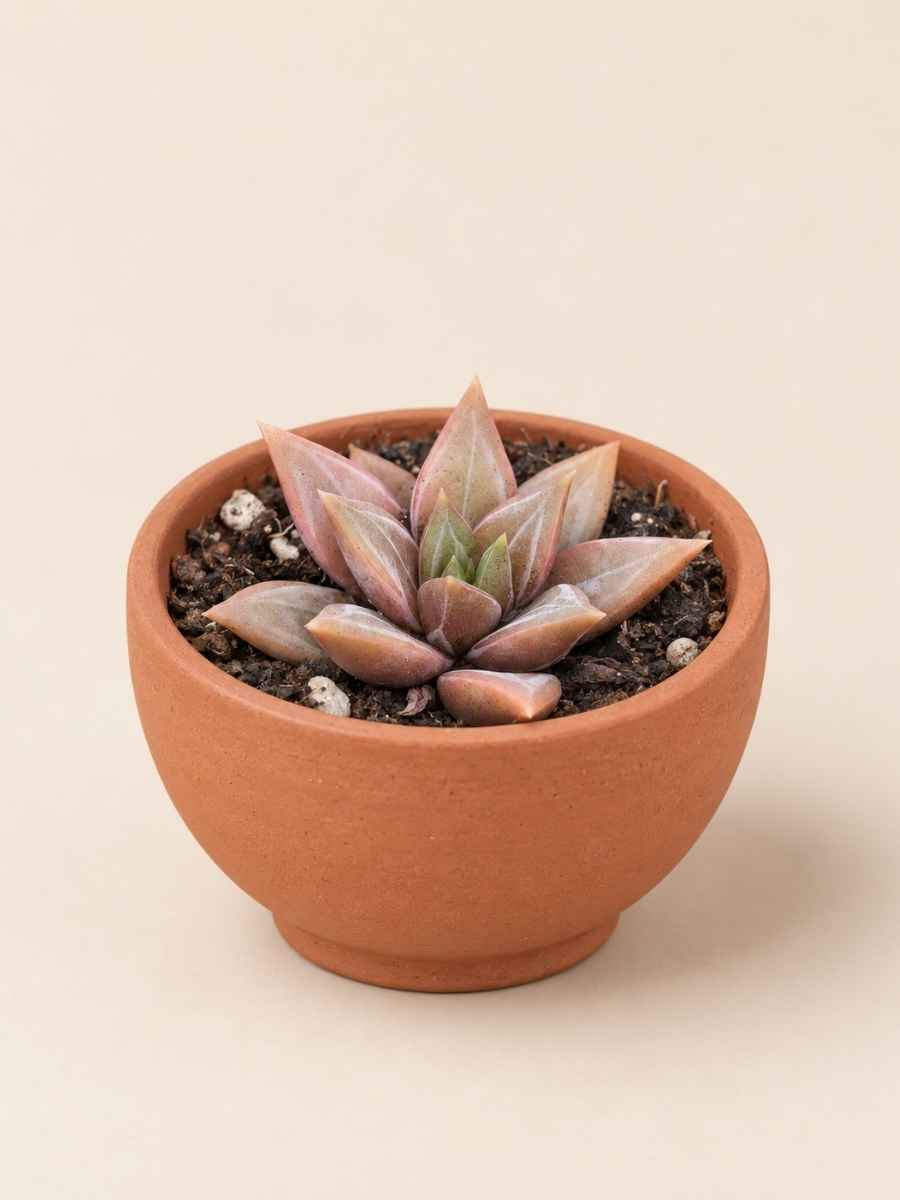 Echeveria Danica 5,5 lateral