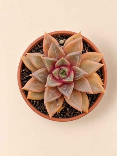 Echeveria Danica 8,5 cenital