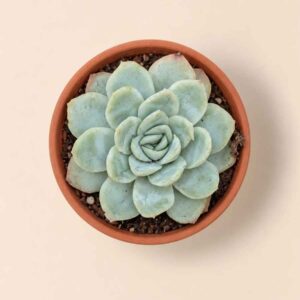 Echeveria Elegans 5,5 cenital