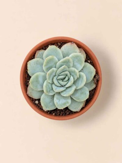 Echeveria Elegans 5,5 cenital