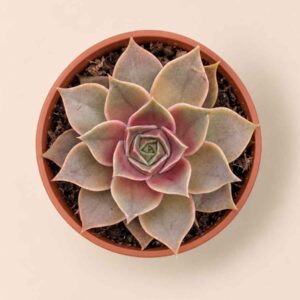 Echeveria Impi 8,5 cenital