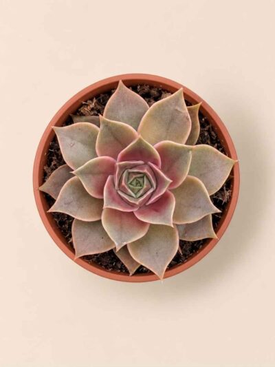 Echeveria Impi 8,5 cenital