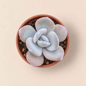 Echeveria Laui 5,5 cenital