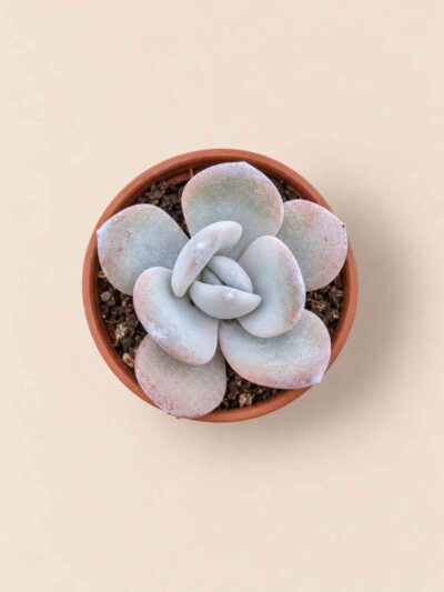 Echeveria Laui 5,5 cenital