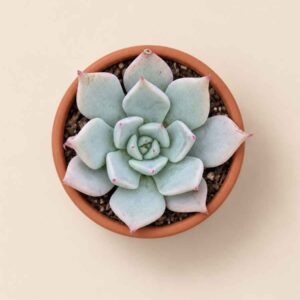 Echeveria Menina 5,5 cenital