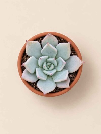 Echeveria Menina 5,5 cenital