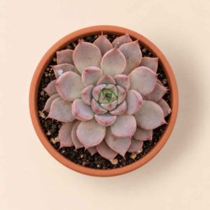 Echeveria Mina 8,5 cenital