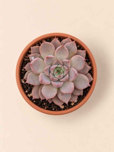 Echeveria Mina 8,5 cenital